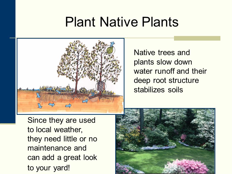 Plant Native Plants Native trees and plants slow down water runoff and their deep root structure stabilizes soils Since they are used to local weather, they need little or no maintenance and can add a great look to your yard!