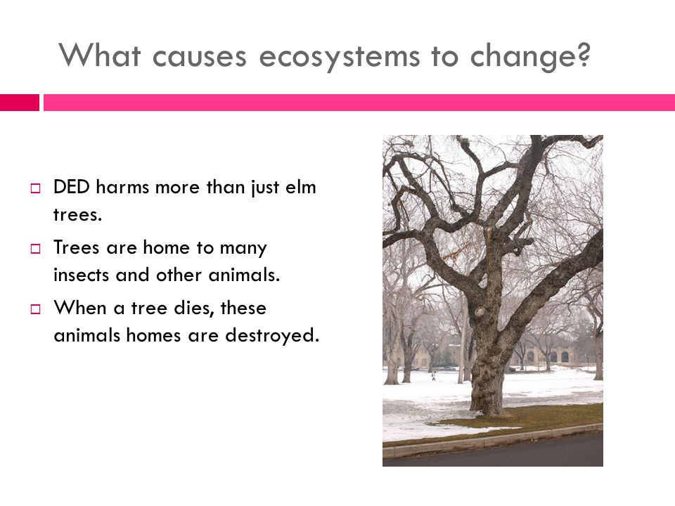 What causes ecosystems to change.  DED harms more than just elm trees.