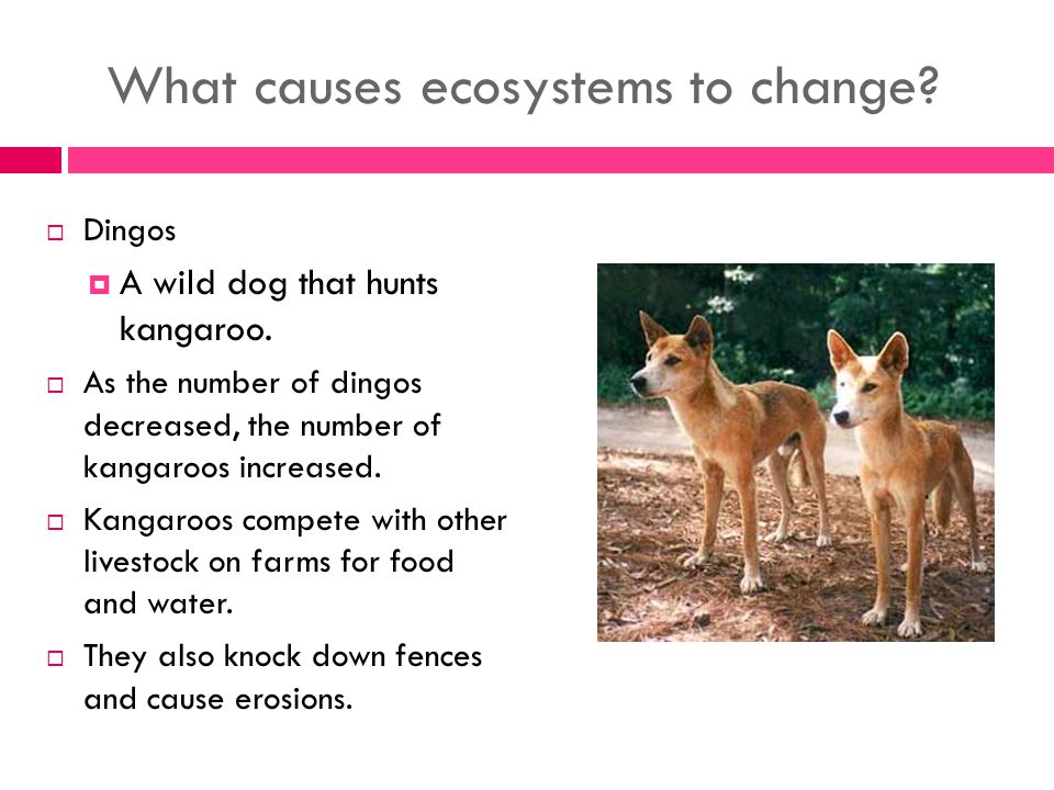 What causes ecosystems to change.  Dingos  A wild dog that hunts kangaroo.