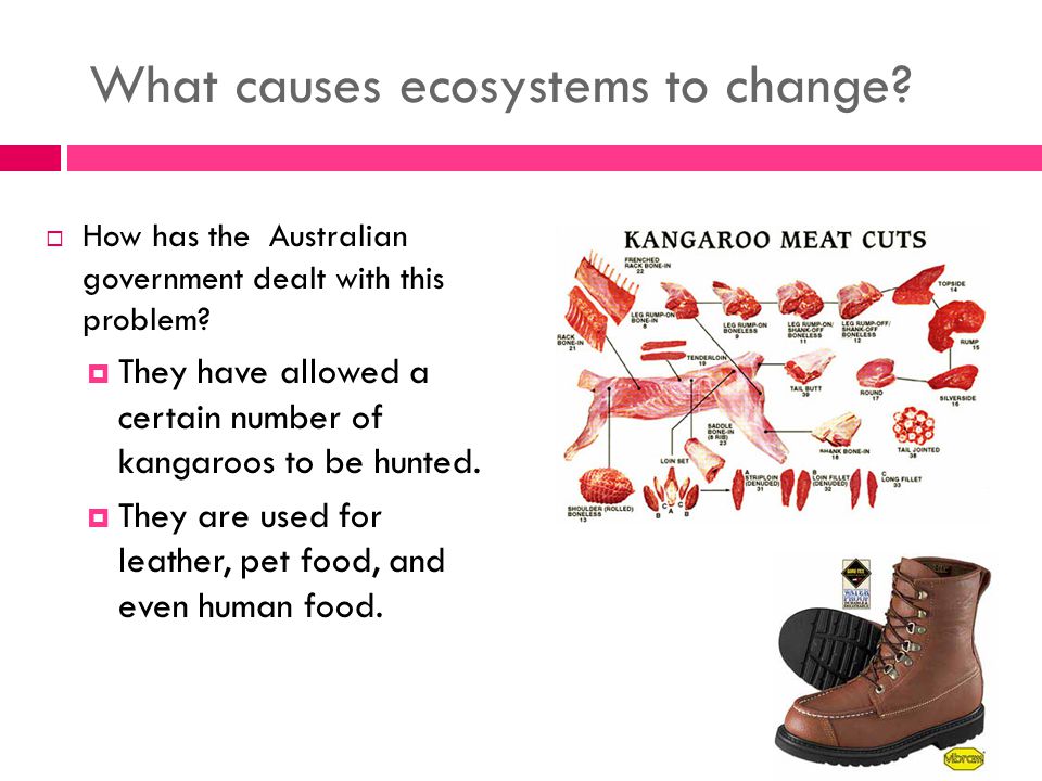 What causes ecosystems to change.  How has the Australian government dealt with this problem.
