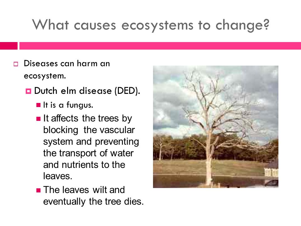 What causes ecosystems to change.  Diseases can harm an ecosystem.