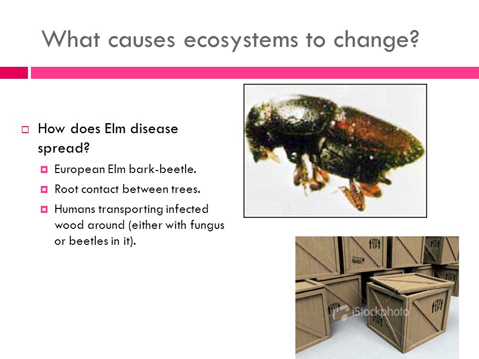 What causes ecosystems to change.  How does Elm disease spread.