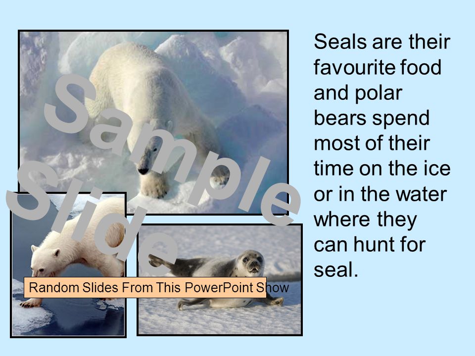 Seals are their favourite food and polar bears spend most of their time on the ice or in the water where they can hunt for seal.