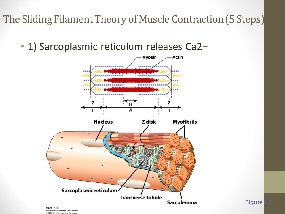 sliding filament theory custom paper writing service sliding filament model