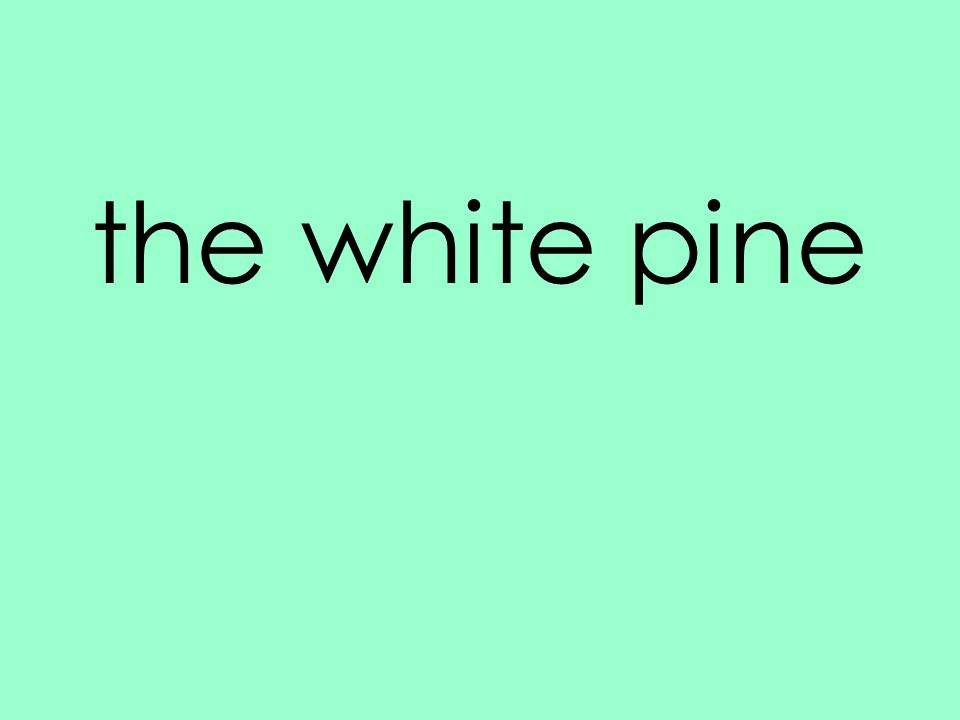 the white pine