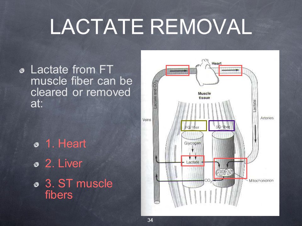 LACTATE REMOVAL Lactate from FT muscle fiber can be cleared or removed at: 1.