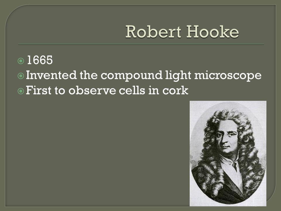 1665  Invented the compound light microscope  First to observe cells in cork