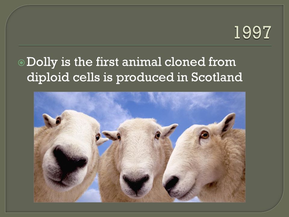  Dolly is the first animal cloned from diploid cells is produced in Scotland