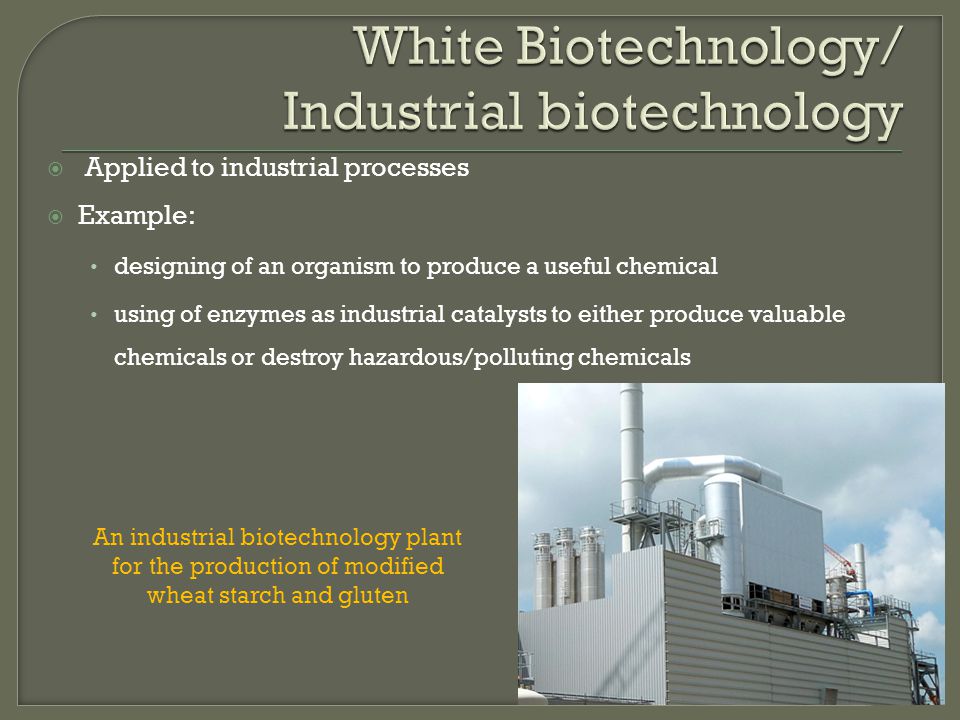  Applied to industrial processes  Example: designing of an organism to produce a useful chemical using of enzymes as industrial catalysts to either produce valuable chemicals or destroy hazardous/polluting chemicals An industrial biotechnology plant for the production of modified wheat starch and gluten
