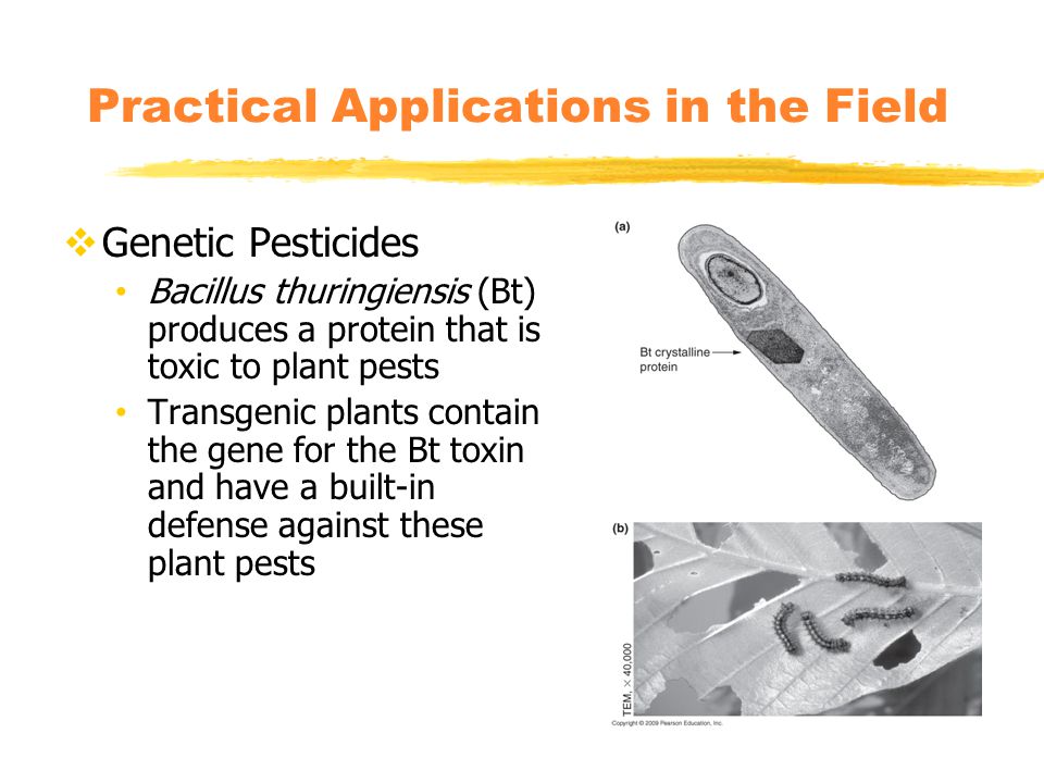 Practical Applications in the Field  Genetic Pesticides Bacillus thuringiensis (Bt) produces a protein that is toxic to plant pests Transgenic plants contain the gene for the Bt toxin and have a built-in defense against these plant pests