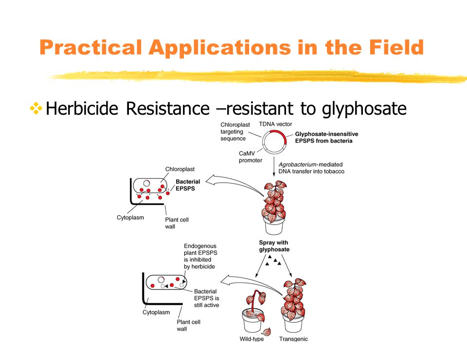 Practical Applications in the Field  Herbicide Resistance –resistant to glyphosate