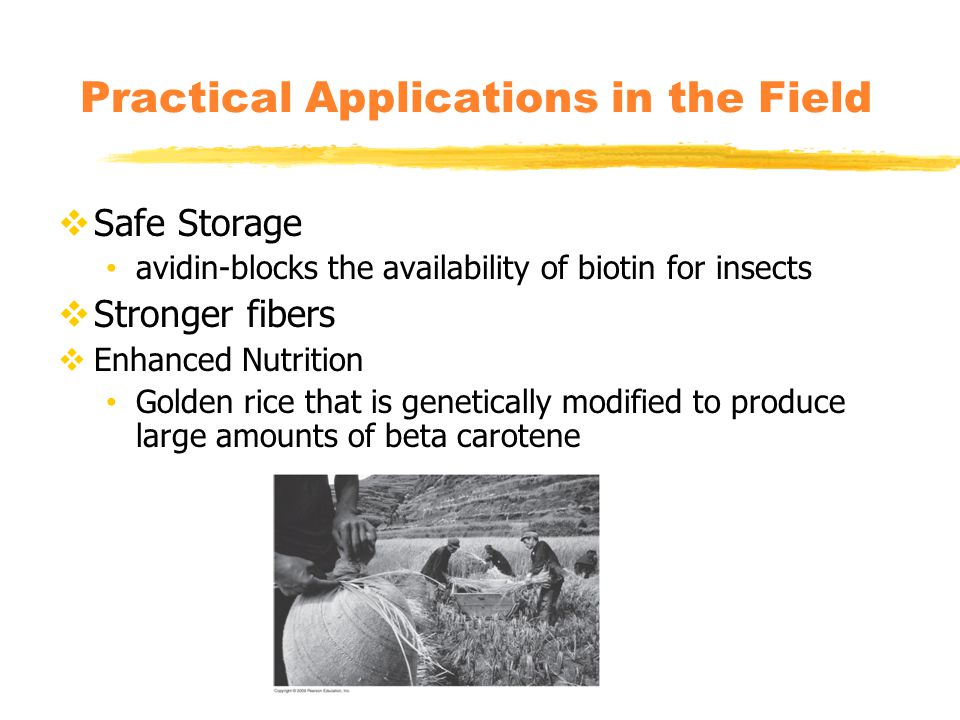 Practical Applications in the Field  Safe Storage avidin-blocks the availability of biotin for insects  Stronger fibers  Enhanced Nutrition Golden rice that is genetically modified to produce large amounts of beta carotene