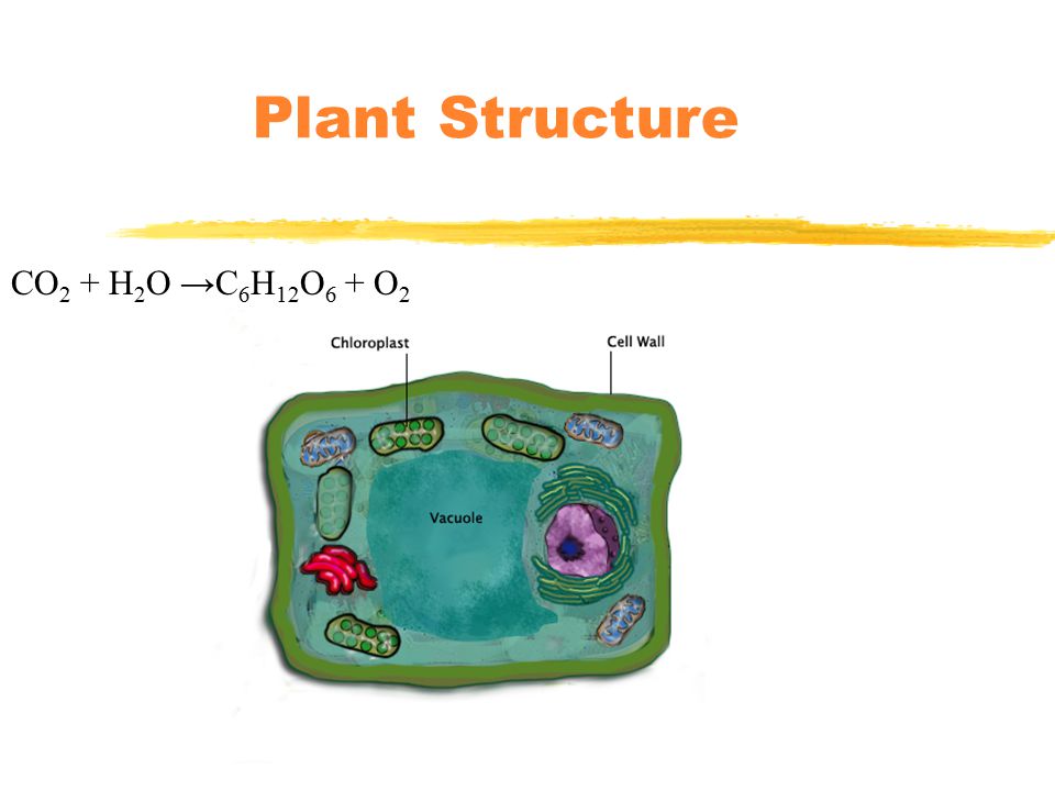CO 2 + H 2 O →C 6 H 12 O 6 + O 2 Plant Structure