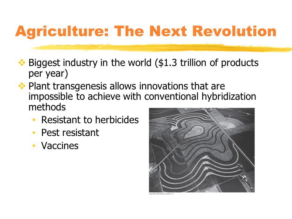 Agriculture: The Next Revolution  Biggest industry in the world ($1.3 trillion of products per year)  Plant transgenesis allows innovations that are impossible to achieve with conventional hybridization methods Resistant to herbicides Pest resistant Vaccines