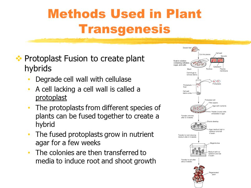  Protoplast Fusion to create plant hybrids Degrade cell wall with cellulase A cell lacking a cell wall is called a protoplast The protoplasts from different species of plants can be fused together to create a hybrid The fused protoplasts grow in nutrient agar for a few weeks The colonies are then transferred to media to induce root and shoot growth Methods Used in Plant Transgenesis