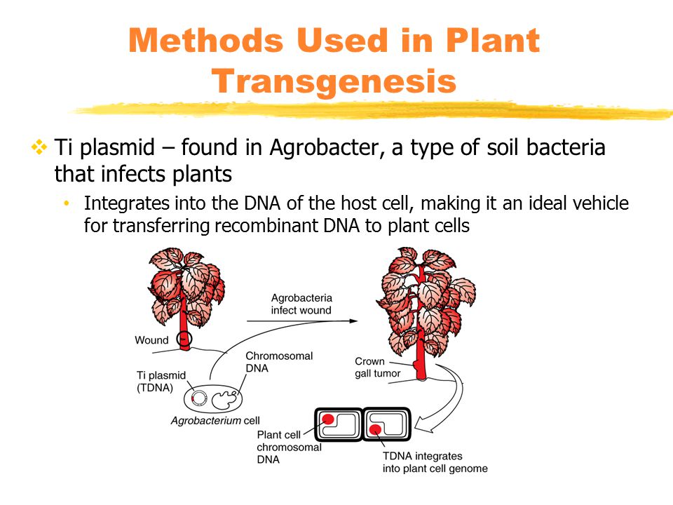  Ti plasmid – found in Agrobacter, a type of soil bacteria that infects plants Integrates into the DNA of the host cell, making it an ideal vehicle for transferring recombinant DNA to plant cells