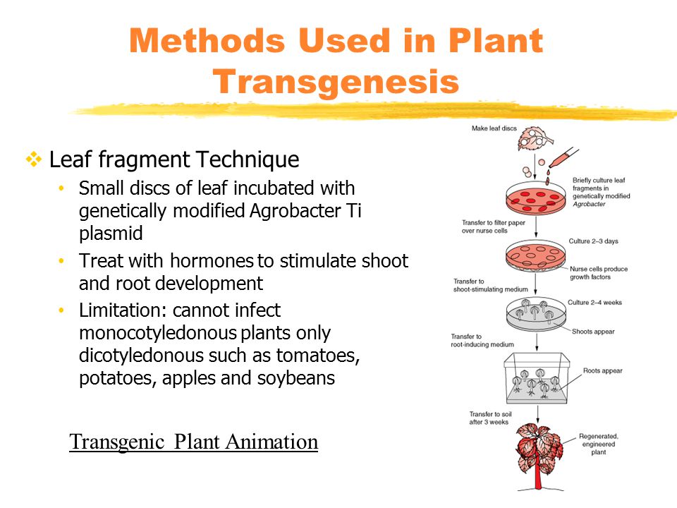  Leaf fragment Technique Small discs of leaf incubated with genetically modified Agrobacter Ti plasmid Treat with hormones to stimulate shoot and root development Limitation: cannot infect monocotyledonous plants only dicotyledonous such as tomatoes, potatoes, apples and soybeans Methods Used in Plant Transgenesis Transgenic Plant Animation