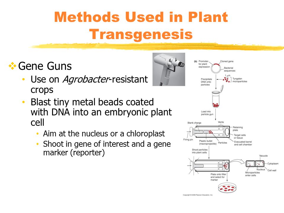  Gene Guns Use on Agrobacter-resistant crops Blast tiny metal beads coated with DNA into an embryonic plant cell Aim at the nucleus or a chloroplast Shoot in gene of interest and a gene marker (reporter) Methods Used in Plant Transgenesis