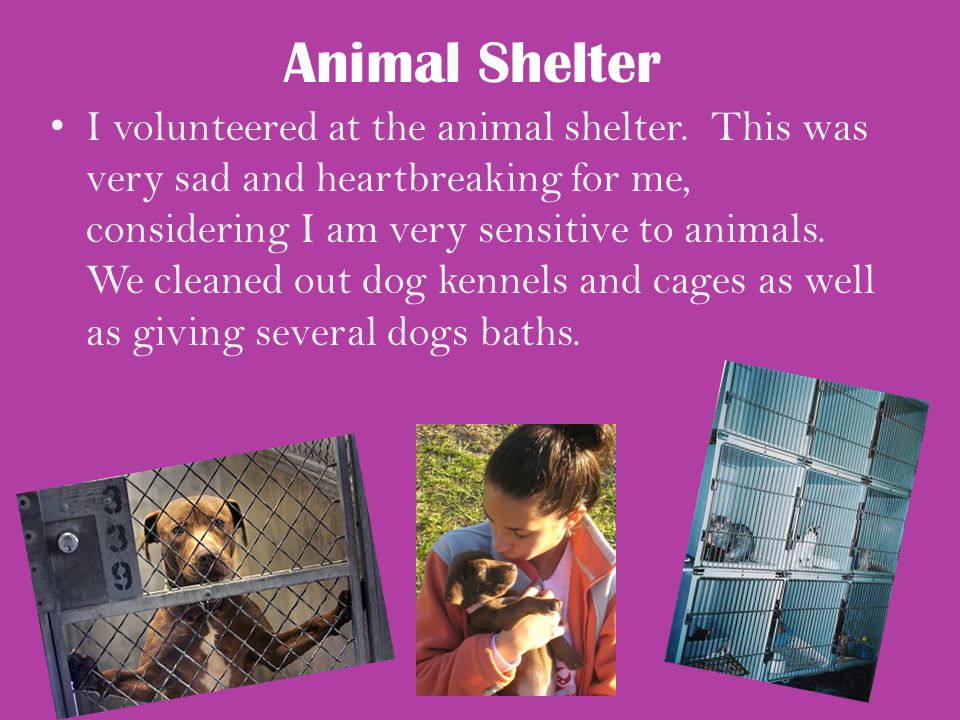 Animal Shelter I volunteered at the animal shelter.