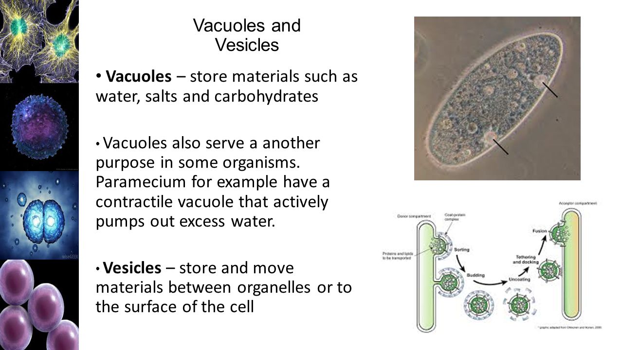 What is the purpose of a vacuole?