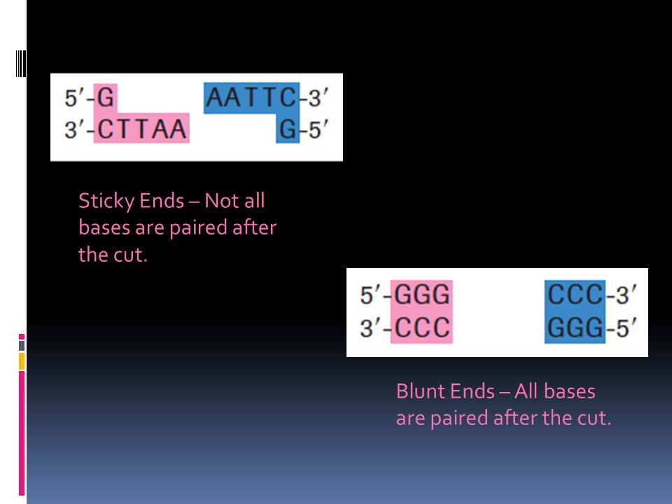 Sticky Ends – Not all bases are paired after the cut.