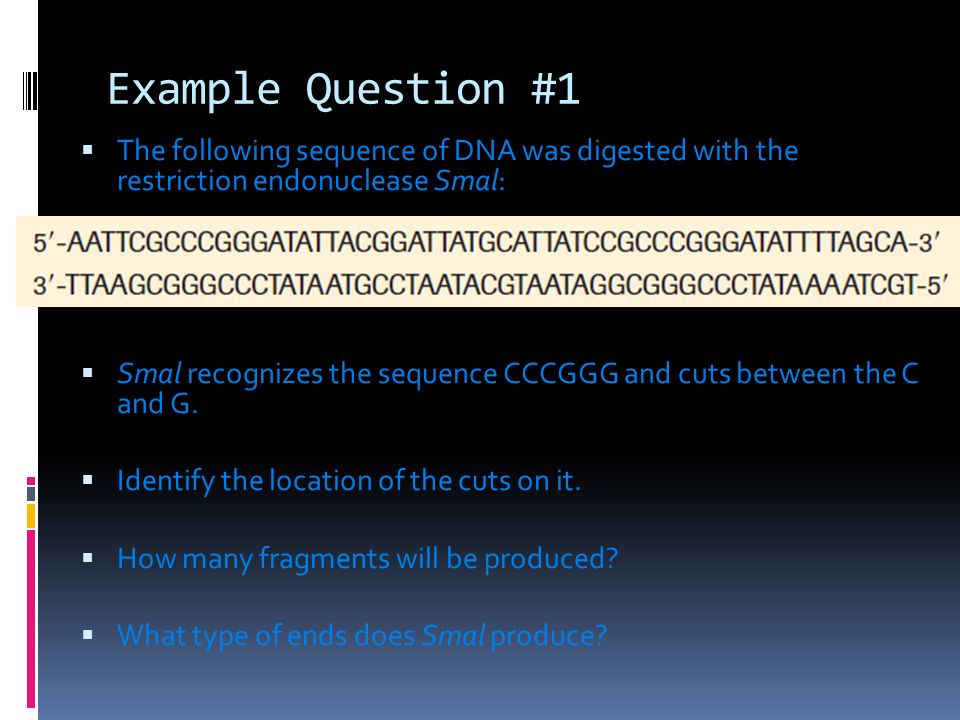 Example Question #1  The following sequence of DNA was digested with the restriction endonuclease Smal:  Smal recognizes the sequence CCCGGG and cuts between the C and G.