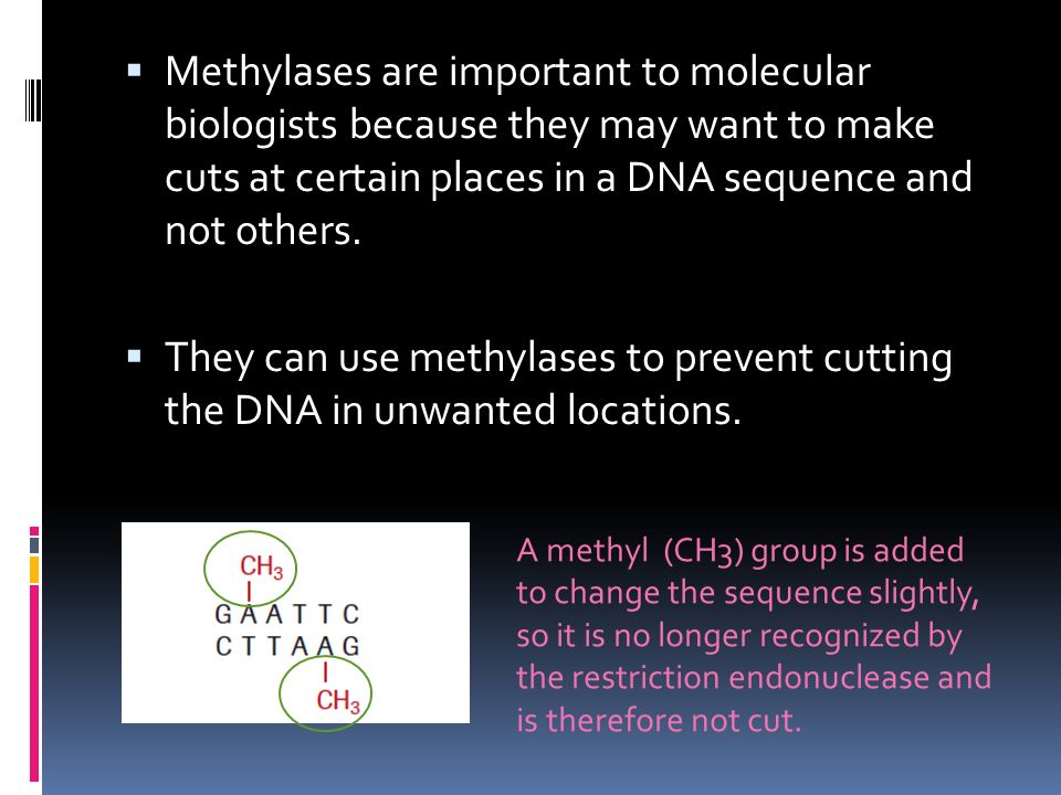  Methylases are important to molecular biologists because they may want to make cuts at certain places in a DNA sequence and not others.
