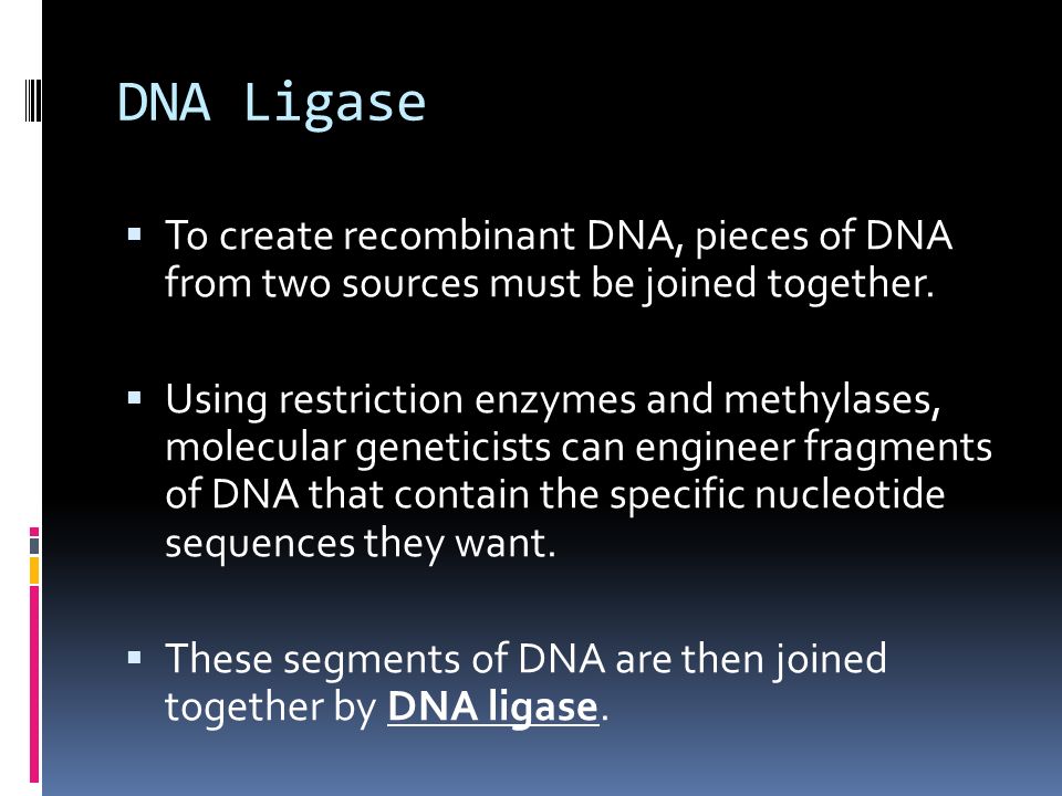 DNA Ligase  To create recombinant DNA, pieces of DNA from two sources must be joined together.