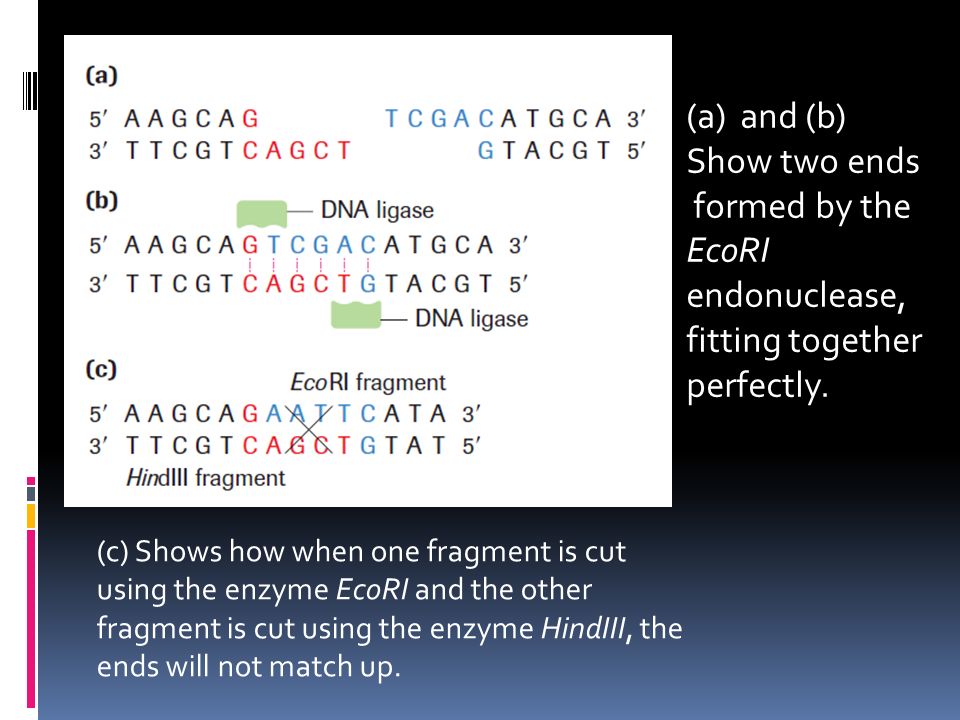 (a)and (b) Show two ends formed by the EcoRI endonuclease, fitting together perfectly.
