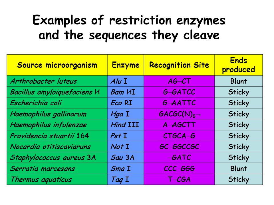 Examples of restriction enzymes and the sequences they cleave Source microorganismEnzymeRecognition Site Ends produced Arthrobacter luteusAlu IAG  CTBlunt Bacillus amyloiquefaciens HBam HIG  GATCCSticky Escherichia coliEco RIG  AATTCSticky Haemophilus gallinarumHga IGACGC(N) 5  Sticky Haemophilus infulenzaeHind IIIA  AGCTTSticky Providencia stuartii 164Pst ICTGCA  GSticky Nocardia otitiscaviarunsNot IGC  GGCCGCSticky Staphylococcus aureus 3ASau 3A  GATCSticky Serratia marcesansSma ICCC  GGGBlunt Thermus aquaticusTaq IT  CGASticky
