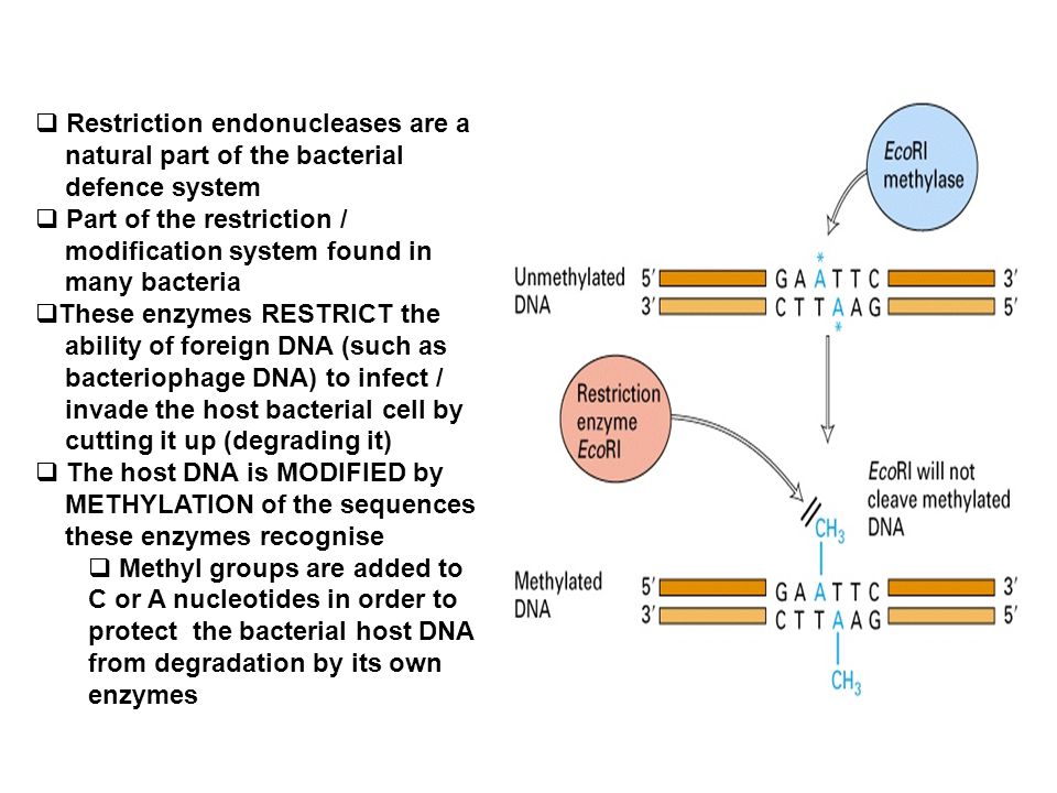  Restriction endonucleases are a natural part of the bacterial defence system  Part of the restriction / modification system found in many bacteria  These enzymes RESTRICT the ability of foreign DNA (such as bacteriophage DNA) to infect / invade the host bacterial cell by cutting it up (degrading it)  The host DNA is MODIFIED by METHYLATION of the sequences these enzymes recognise  Methyl groups are added to C or A nucleotides in order to protect the bacterial host DNA from degradation by its own enzymes
