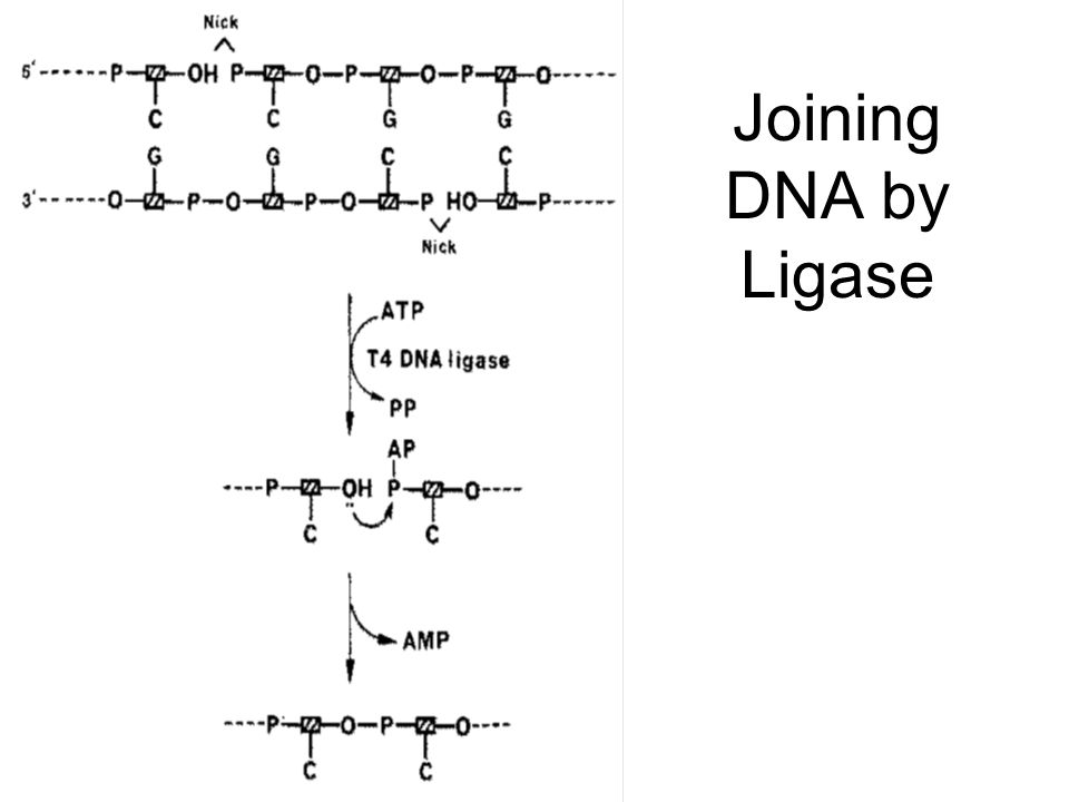 Joining DNA by Ligase