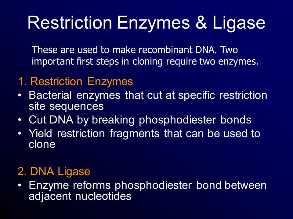 Restriction Enzymes & Ligase 1.