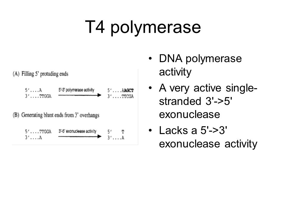 T4 polymerase DNA polymerase activity A very active single- stranded 3 ->5 exonuclease Lacks a 5 ->3 exonuclease activity