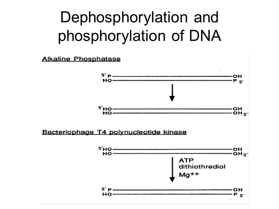 Dephosphorylation and phosphorylation of DNA
