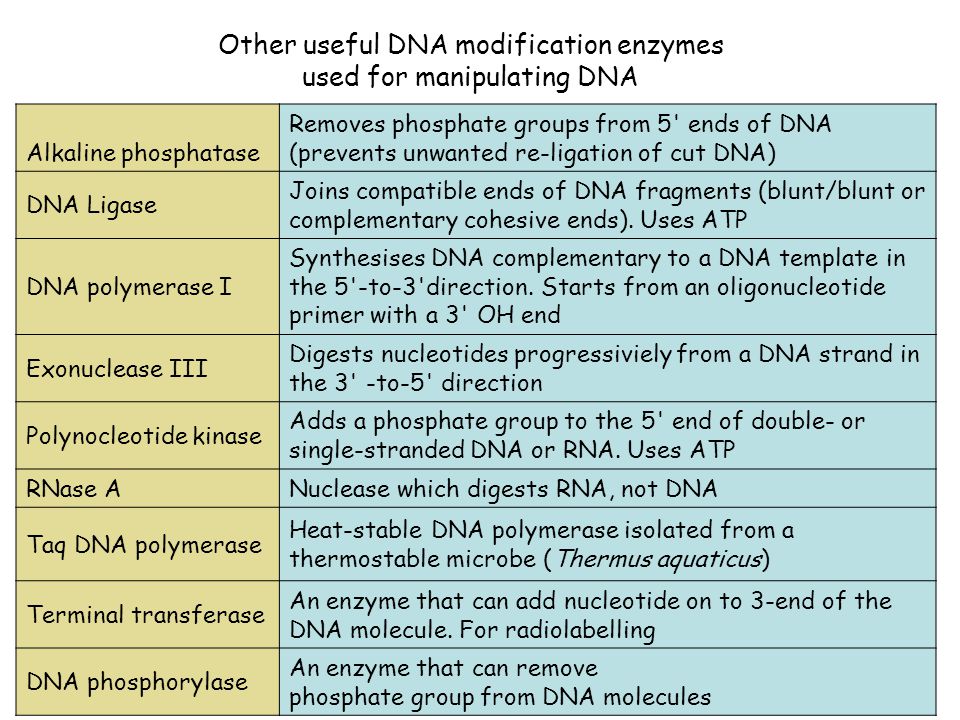 Other useful DNA modification enzymes used for manipulating DNA Alkaline phosphatase Removes phosphate groups from 5 ends of DNA (prevents unwanted re-ligation of cut DNA) DNA Ligase Joins compatible ends of DNA fragments (blunt/blunt or complementary cohesive ends).