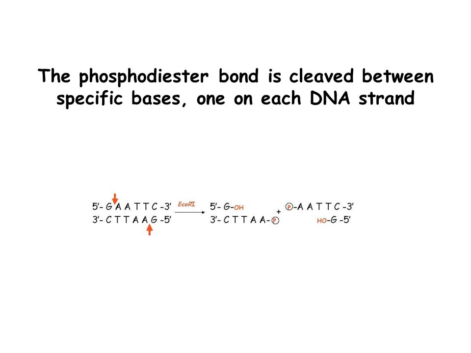 The phosphodiester bond is cleaved between specific bases, one on each DNA strand