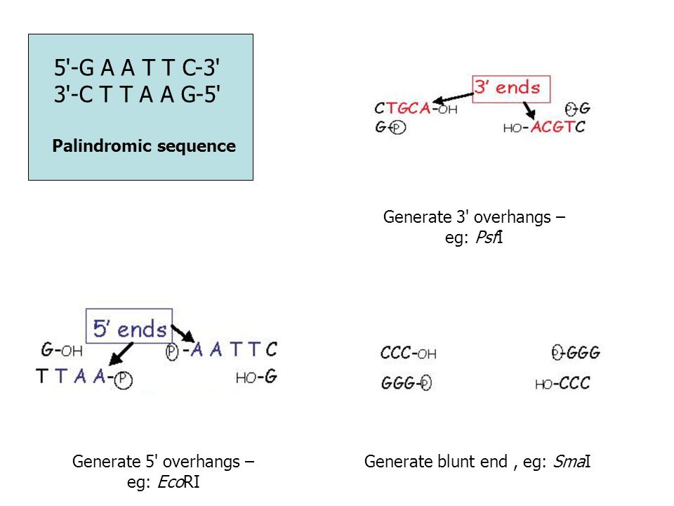 5 -G A A T T C-3 3 -C T T A A G-5 Generate 5 overhangs – eg: EcoRI Palindromic sequence Generate 3 overhangs – eg: PsfI Generate blunt end, eg: SmaI
