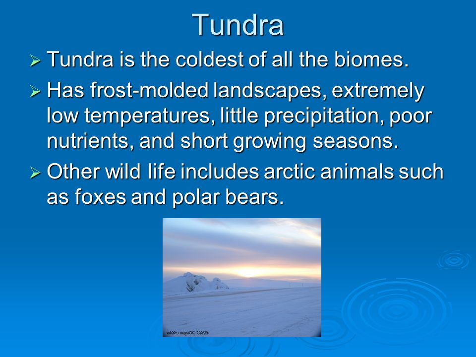 Tundra  Tundra is the coldest of all the biomes.