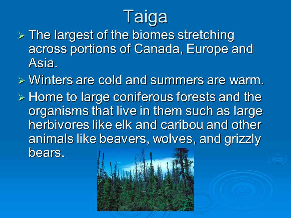 Taiga  The largest of the biomes stretching across portions of Canada, Europe and Asia.