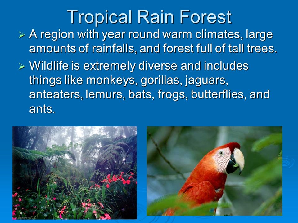 Tropical Rain Forest  A region with year round warm climates, large amounts of rainfalls, and forest full of tall trees.