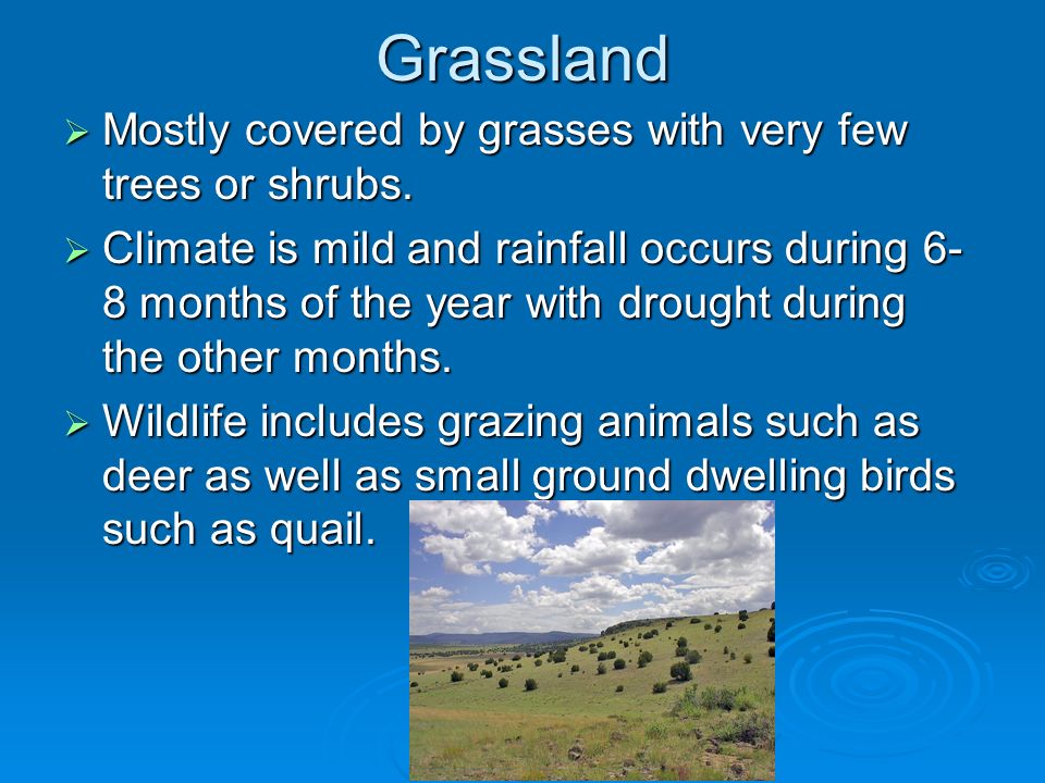 Grassland  Mostly covered by grasses with very few trees or shrubs.