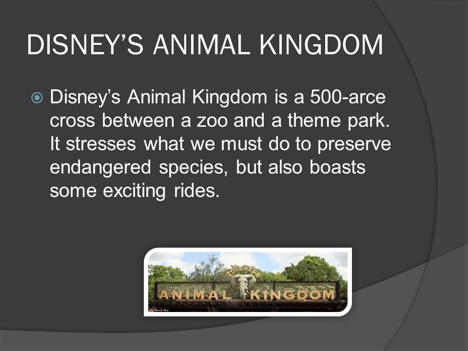 DISNEY’S ANIMAL KINGDOM  Disney’s Animal Kingdom is a 500-arce cross between a zoo and a theme park.