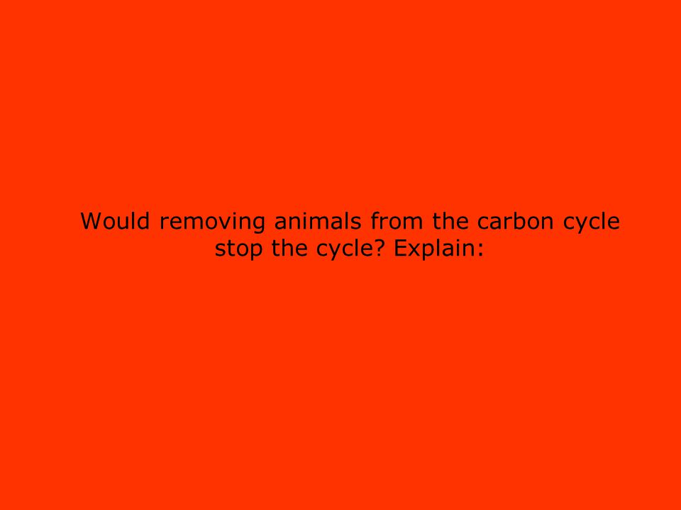 Would removing animals from the carbon cycle stop the cycle Explain: