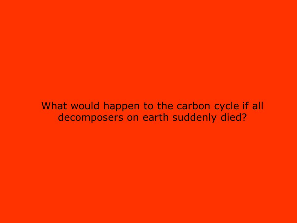 What would happen to the carbon cycle if all decomposers on earth suddenly died