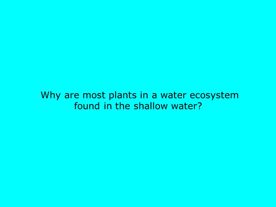 Why are most plants in a water ecosystem found in the shallow water