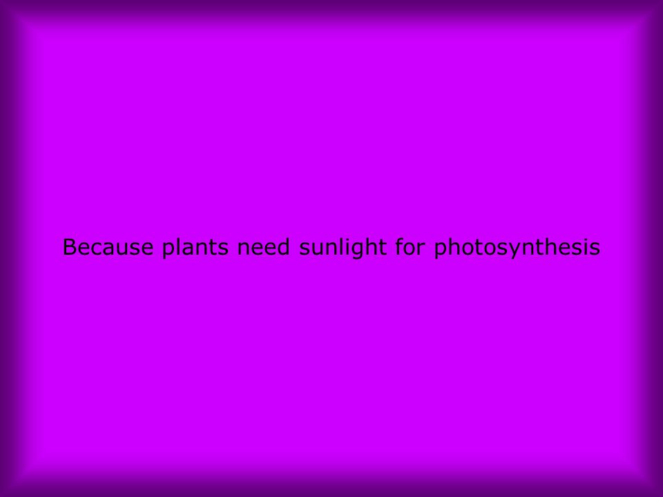 Because plants need sunlight for photosynthesis