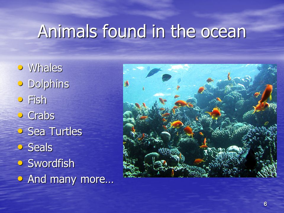 6 Animals found in the ocean Whales Whales Dolphins Dolphins Fish Fish Crabs Crabs Sea Turtles Sea Turtles Seals Seals Swordfish Swordfish And many more… And many more…