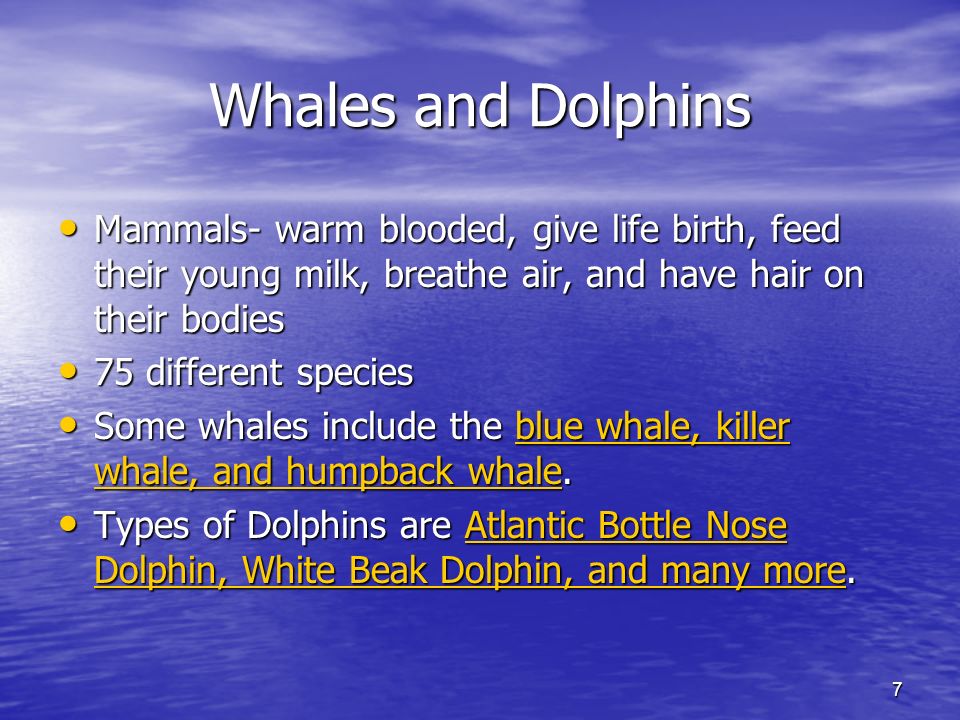 7 Whales and Dolphins Mammals- warm blooded, give life birth, feed their young milk, breathe air, and have hair on their bodies Mammals- warm blooded, give life birth, feed their young milk, breathe air, and have hair on their bodies 75 different species 75 different species Some whales include the blue whale, killer whale, and humpback whale.