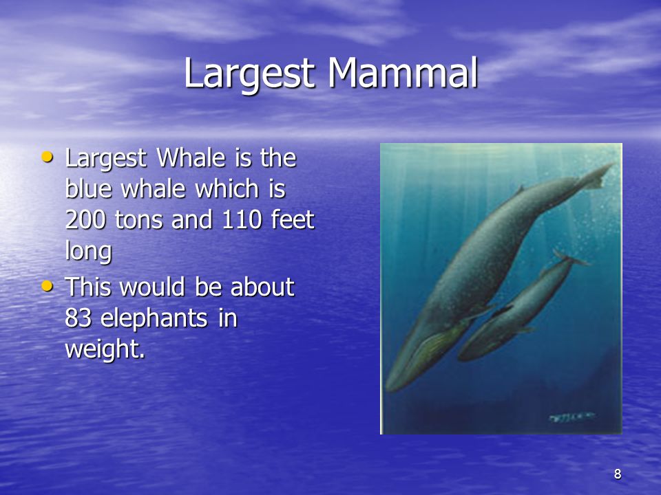 8 Largest Mammal Largest Whale is the blue whale which is 200 tons and 110 feet long Largest Whale is the blue whale which is 200 tons and 110 feet long This would be about 83 elephants in weight.